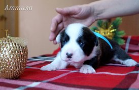 Аттила5.jpg (482.96 КБ, Просмотров: 1722) Аттила5.jpg