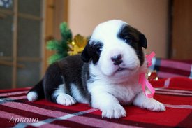 Аркона1.jpg (554.85 КБ, Просмотров: 1607) Аркона1.jpg