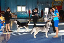 IMG_4547.jpg (151.24 КБ, Просмотров: 10535) IMG_4547.jpg