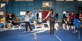 IMG_4568.jpg (138.67 КБ, Просмотров: 10535) IMG_4568.jpg