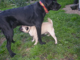 2gQmd0gf.jpg (63.1 КБ, Просмотров: 6233) 2gQmd0gf.jpg