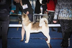 IMG_4631.jpg (122.41 КБ, Просмотров: 10426) IMG_4631.jpg