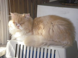 IA4wMq8D.jpg (38.83 КБ, Просмотров: 6366) IA4wMq8D.jpg