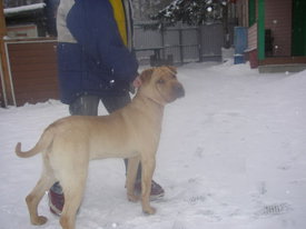 zMiDJJrv.jpg (45.28 КБ, Просмотров: 6347) zMiDJJrv.jpg