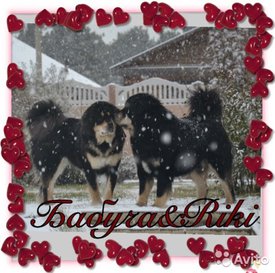 3262760712.jpg (82.55 КБ, Просмотров: 1225) 3262760712.jpg