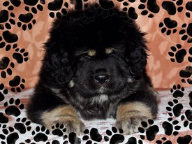 FB83AA32-9E41-477E-BCF3-9F6FD7463C51.jpg (178.29 КБ, Просмотров: 1148) FB83AA32-9E41-477E-BCF3-9F6FD7463C51.jpg