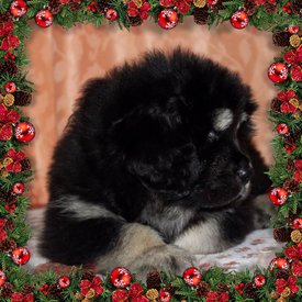 3035C26D-69E8-40BD-A9CC-46F42AE4DA41.jpg (247.63 КБ, Просмотров: 1148) 3035C26D-69E8-40BD-A9CC-46F42AE4DA41.jpg