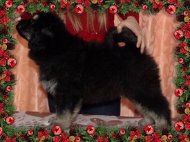 962797CB-1EDD-48DF-8546-DAA3FF50024C.jpg (157.29 КБ, Просмотров: 1148) 962797CB-1EDD-48DF-8546-DAA3FF50024C.jpg