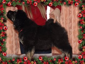 37225BE8-3158-45B3-85B7-44E2A4BA9DD7.jpg (196.13 КБ, Просмотров: 1148) 37225BE8-3158-45B3-85B7-44E2A4BA9DD7.jpg