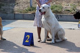 mFlWg.jpg (39.1 КБ, Просмотров: 8402) mFlWg.jpg