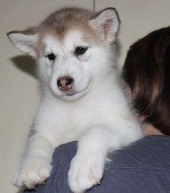 Q-A-Gf0JSFM.jpg (133.16 КБ, Просмотров: 1245) Q-A-Gf0JSFM.jpg