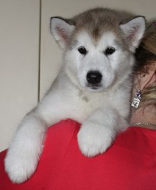 rJr9l-HE5GU.jpg (129.32 КБ, Просмотров: 1280) rJr9l-HE5GU.jpg