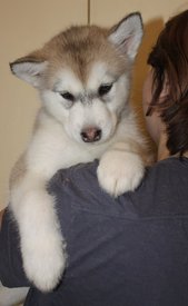 UAFTRUEdaw8.jpg (94.36 КБ, Просмотров: 1245) UAFTRUEdaw8.jpg