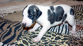 Пятнышко1.jpg (800.53 КБ, Просмотров: 2341) Пятнышко1.jpg