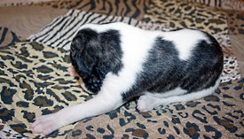 Бугай3.jpg (856.87 КБ, Просмотров: 2193) Бугай3.jpg