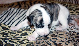 Дева2.jpg (782.76 КБ, Просмотров: 2193) Дева2.jpg