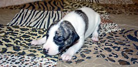 Малышка1.jpg (725.88 КБ, Просмотров: 2341) Малышка1.jpg