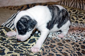 Парад планет1.jpg (935.16 КБ, Просмотров: 2341) Парад планет1.jpg