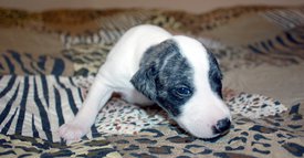 Пешка1.jpg (693.4 КБ, Просмотров: 2341) Пешка1.jpg