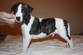 Image11.jpg (630.22 КБ, Просмотров: 2132) Image11.jpg