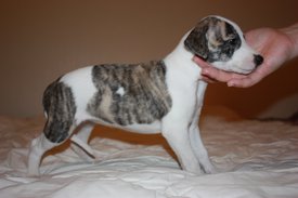 Image51.jpg (592.71 КБ, Просмотров: 2151) Image51.jpg