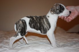 Image61.jpg (602.46 КБ, Просмотров: 2151) Image61.jpg