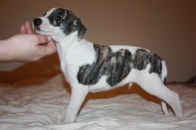 Image71.jpg (582.87 КБ, Просмотров: 2151) Image71.jpg