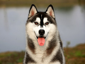 QfqeIACW.jpg (70.92 КБ, Просмотров: 9844) QfqeIACW.jpg