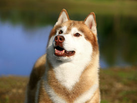 WMlLyFbT.jpg (84.17 КБ, Просмотров: 10478) WMlLyFbT.jpg