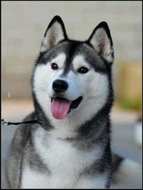 soytz1My.jpg (23.38 КБ, Просмотров: 9847) soytz1My.jpg