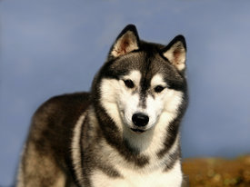 KQUSYS8u.jpg (87.04 КБ, Просмотров: 9844) KQUSYS8u.jpg