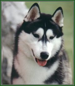 yVu0p63P.jpg (146.55 КБ, Просмотров: 10478) yVu0p63P.jpg