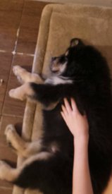 11013194_418511231659841_3893012881226467773_n.jpg (32.76 КБ, Просмотров: 1800) 11013194_418511231659841_3893012881226467773_n.jpg