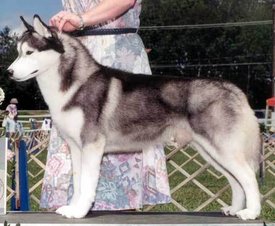 oZhWfWtL.jpg (26.84 КБ, Просмотров: 9847) oZhWfWtL.jpg