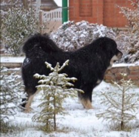 tUD-B25b2-9Tk.jpg (106.96 КБ, Просмотров: 1797) tUD-B25b2-9Tk.jpg