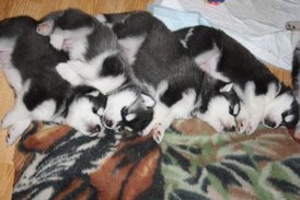 1appUMZN6.jpg (41.38 КБ, Просмотров: 10482) 1appUMZN6.jpg