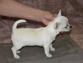 девочка.jpg (240.88 КБ, Просмотров: 6937) девочка.jpg