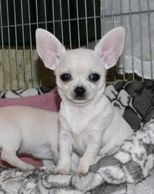 DSC_0020.jpg (177.28 КБ, Просмотров: 7118) DSC_0020.jpg