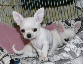 DSC_0013.jpg (287.64 КБ, Просмотров: 6937) DSC_0013.jpg