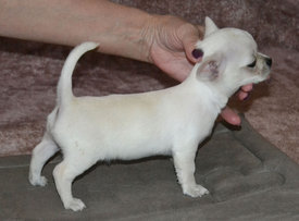 мальчик3.jpg (211.22 КБ, Просмотров: 6934) мальчик3.jpg