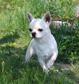 13882457_1046402755436879_4937627376151341849_n.jpg (133.47 КБ, Просмотров: 7104) 13882457_1046402755436879_4937627376151341849_n.jpg