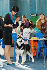 getImage (1).jpg (47.92 КБ, Просмотров: 10871) getImage (1).jpg