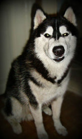 getImage (4).jpg (22.16 КБ, Просмотров: 9841) getImage (4).jpg