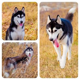 getImage (3).jpg (57 КБ, Просмотров: 9841) getImage (3).jpg