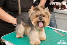 dtMP-40Jr90.jpg (186.27 КБ, Просмотров: 3805) dtMP-40Jr90.jpg