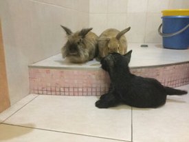 1489244913511.jpg (17.75 КБ, Просмотров: 7284) 1489244913511.jpg