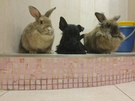 1489244912775.jpg (21.23 КБ, Просмотров: 7276) 1489244912775.jpg