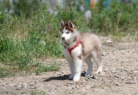 getImage (11).jpg (85.27 КБ, Просмотров: 10481) getImage (11).jpg