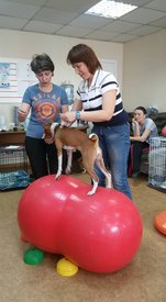 18157958_1308816412564320_6065060296524300376_n.jpg (61.06 КБ, Просмотров: 4212) 18157958_1308816412564320_6065060296524300376_n.jpg