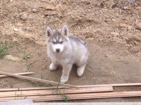 getImage (14).jpg (74.5 КБ, Просмотров: 10481) getImage (14).jpg